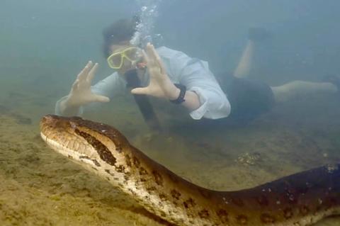 Prof Vonk was filmed swimming alongside the world s largest snakeCredit: Jam Press Vid/Studio Freek, Amst (www.thesun.co.uk)