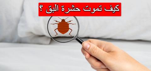 ما الشيء الذي يكرهه البق؟ تعرف على أهم 4 روائح لطرده من المنزل