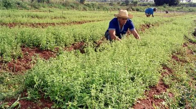 يغنيك عن إبر الانسولين.. هذا النبات المعجزة