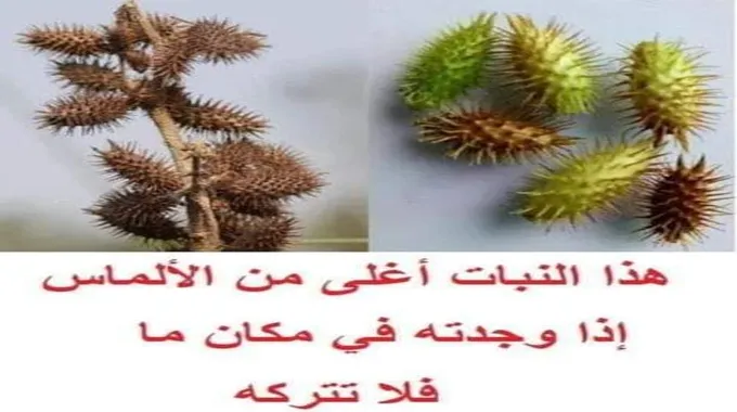 الذهب الأخضر: هذا النبات الذي هو أثمن من الذهب